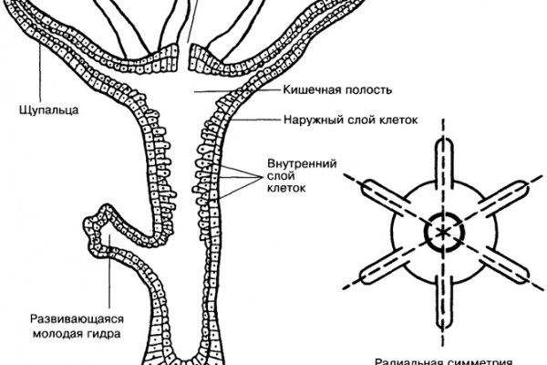 Бсгл