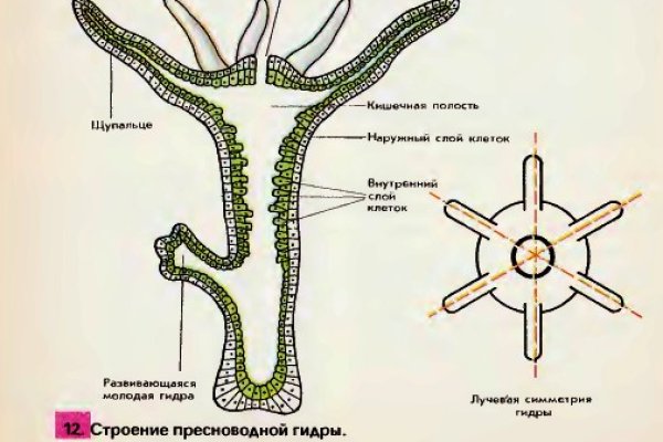 Тор blacksprut blacksprut cam